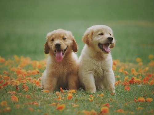 東京で犬と触れ合える犬カフェ