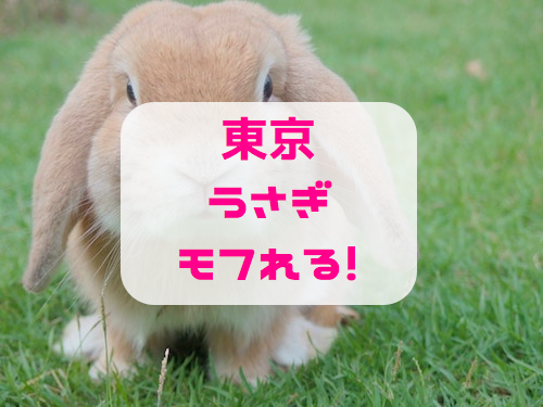 カフェ うさぎ 大阪のうさぎカフェ6選！かわいいうさぎに癒される！