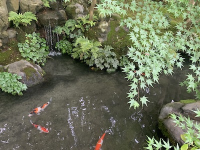 瑠璃光院・お庭の池