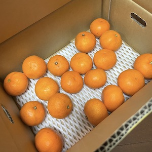ふるさと納税有田市認定みかん
